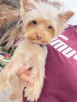 Ginger, a male Yorkshire Terrier for sale in Saint Augustine, FL – Photo 4 of 10