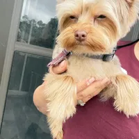 Kiko, a male Yorkshire Terrier for sale in Saint Augustine, FL – Photo 7 of 10