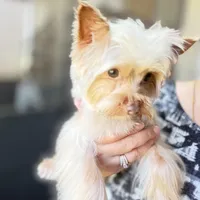 Ginger, a male Yorkshire Terrier for sale in Saint Augustine, FL – Photo 8 of 10