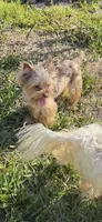 Ginger, a male Yorkshire Terrier for sale in Saint Augustine, FL – Photo 3 of 10