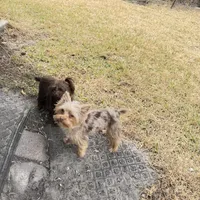 Kiko, a male Yorkshire Terrier for sale in Saint Augustine, FL – Photo 6 of 10