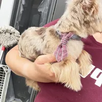 Kiko, a male Yorkshire Terrier for sale in Saint Augustine, FL – Photo 9 of 10