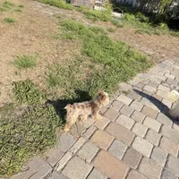 Ginger, a male Yorkshire Terrier for sale in Saint Augustine, FL – Photo 7 of 10