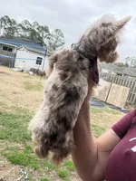 Ginger, a male Yorkshire Terrier for sale in Saint Augustine, FL – Photo 2 of 10