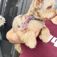 Kiko, a male Yorkshire Terrier for sale in Saint Augustine, FL – Photo 1 of 10