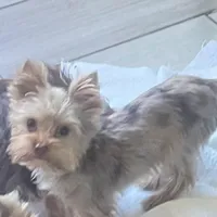 Kiko, a male Yorkshire Terrier for sale in Saint Augustine, FL – Photo 4 of 10