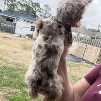 Kiko, a male Yorkshire Terrier for sale in Saint Augustine, FL – Photo 8 of 10