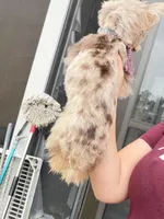 Ginger, a male Yorkshire Terrier for sale in Saint Augustine, FL – Photo 1 of 10