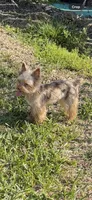 Ginger, a male Yorkshire Terrier for sale in Saint Augustine, FL – Photo 9 of 10