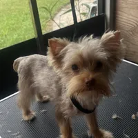 Kiko, a male Yorkshire Terrier for sale in Saint Augustine, FL – Photo 2 of 10