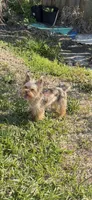 Ginger, a male Yorkshire Terrier for sale in Saint Augustine, FL – Photo 5 of 10