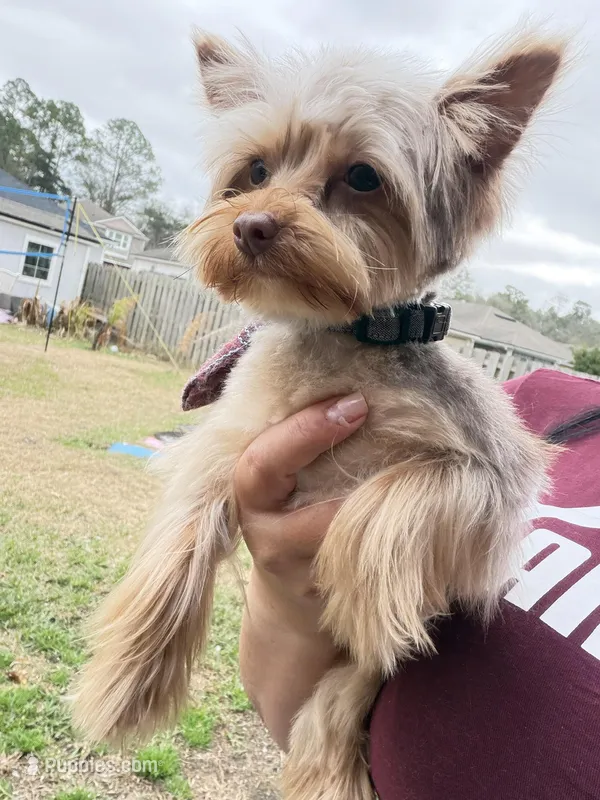 Kiko – Yorkshire Terrier puppy for sale in Saint Augustine, FL