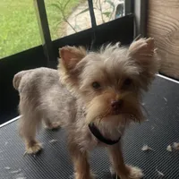 Kiko, a male Yorkshire Terrier for sale in Saint Augustine, FL – Photo 3 of 10