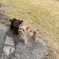 Kiko, a male Yorkshire Terrier for sale in Saint Augustine, FL – Photo 5 of 10