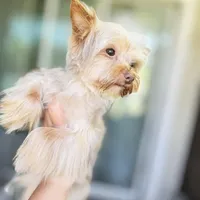 Ginger, a male Yorkshire Terrier for sale in Saint Augustine, FL – Photo 10 of 10