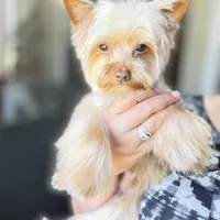 Ginger, a male Yorkshire Terrier for sale in Saint Augustine, FL – Photo 6 of 10