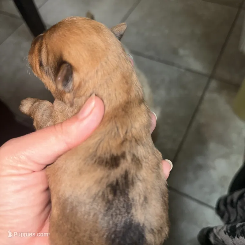 Gigi – Yorkshire Terrier puppy for sale in Saint Augustine, FL
