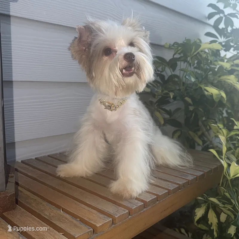  Raffi Ckc – Yorkshire Terrier puppy for sale in Saint Augustine, FL