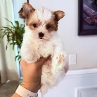 Kookoi, a female Yorkshire Terrier for sale in Saint Augustine, FL – 8 of 10