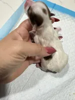 Kookoi, a female Yorkshire Terrier for sale in Saint Augustine, FL – Photo 6 of 6