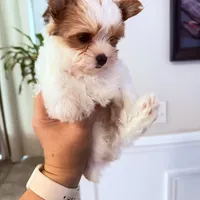 Kookoi, a female Yorkshire Terrier for sale in Saint Augustine, FL – 3 of 10