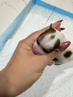 Kookoi, a female Yorkshire Terrier for sale in Saint Augustine, FL – Photo 3 of 6