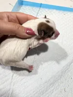 Kookoi, a female Yorkshire Terrier for sale in Saint Augustine, FL – Photo 4 of 6