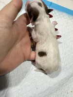 Kookoi, a female Yorkshire Terrier for sale in Saint Augustine, FL – Photo 2 of 6