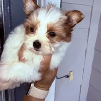 Kookoi, a female Yorkshire Terrier for sale in Saint Augustine, FL – 9 of 10