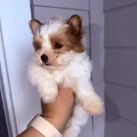 Kookoi, a female Yorkshire Terrier for sale in Saint Augustine, FL – 5 of 10
