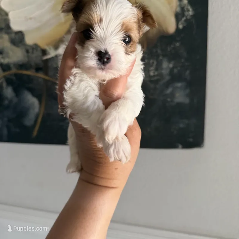 Kookoi – Yorkshire Terrier puppy for sale in Saint Augustine, FL