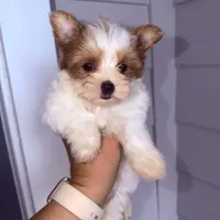 Kookoi, a female Yorkshire Terrier for sale in Saint Augustine, FL – 6 of 10