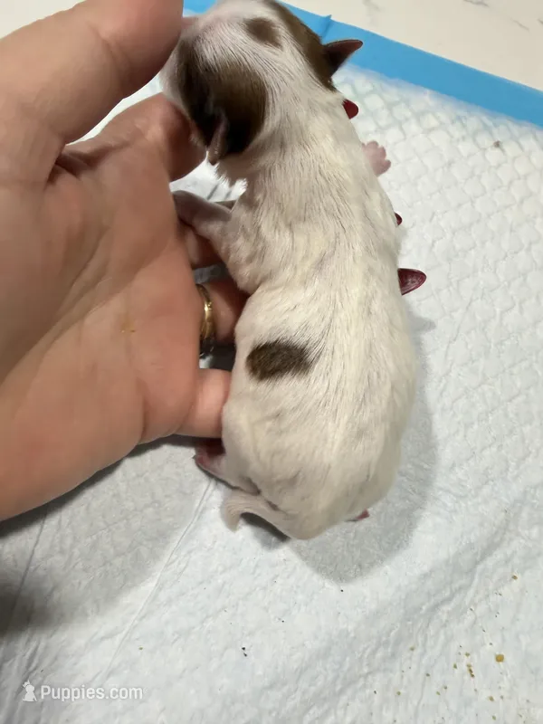 Kookoi – Yorkshire Terrier puppy for sale in Saint Augustine, FL