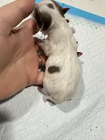 Kookoi, a female Yorkshire Terrier for sale in Saint Augustine, FL – Photo 1 of 6