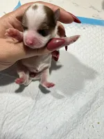 Kookoi, a female Yorkshire Terrier for sale in Saint Augustine, FL – Photo 5 of 6