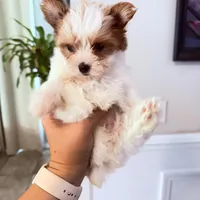 Kookoi, a female Yorkshire Terrier for sale in Saint Augustine, FL – 4 of 10
