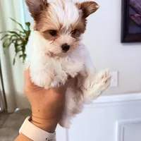 Kookoi, a female Yorkshire Terrier for sale in Saint Augustine, FL – 2 of 10
