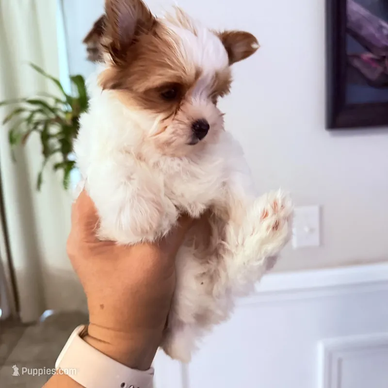 Kookoi – Yorkshire Terrier puppy for sale in Saint Augustine, FL