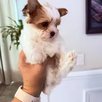 Kookoi, a female Yorkshire Terrier for sale in Saint Augustine, FL – 1 of 10