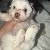 Sparkle, a male Yorkshire Terrier for sale in Saint Augustine, FL – 4 of 10