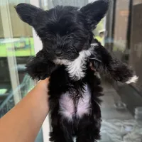 Luice, a male Yorkshire Terrier for sale in Saint Augustine, FL – 2 of 6