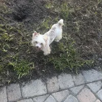  Raffi Ckc, a male Yorkshire Terrier for sale in Saint Augustine, FL – 3 of 10