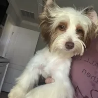 Akc Orson, a male Yorkshire Terrier for sale in Saint Augustine, FL – 6 of 8
