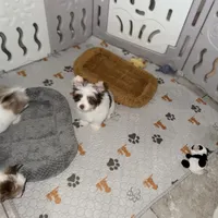 Orson, a male Yorkshire Terrier for sale in Saint Augustine, FL – 2 of 10