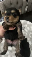 Brownie Baby, a male Yorkshire Terrier for sale in Saint Augustine, FL – Photo 9 of 10