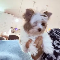 Raffi , a male Yorkshire Terrier for sale in Saint Augustine, FL – 8 of 10