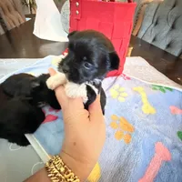 Rio Ckc, a male Yorkshire Terrier for sale in Saint Augustine, FL – 4 of 10