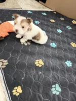 Raffi, a male Yorkshire Terrier for sale in Saint Augustine, FL – Photo 10 of 10