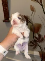 Raffi, a male Yorkshire Terrier for sale in Saint Augustine, FL – Photo 3 of 10