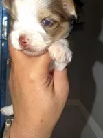 Raffi, a male Yorkshire Terrier for sale in Saint Augustine, FL – Photo 7 of 10